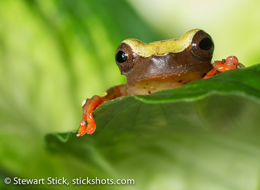 Clown Tree Frog