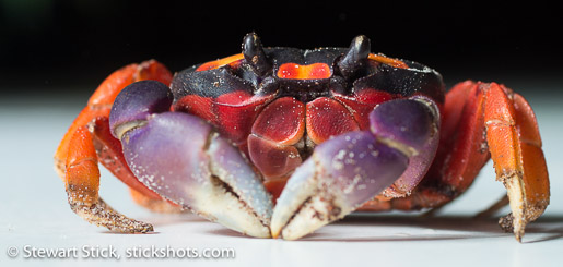 Moon Crab