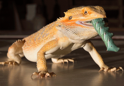 Bearded dragon outlet feeders